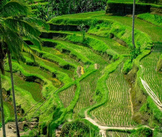 Indonesie