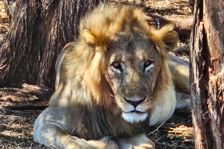 safari lion Tanzanie voyage incentive entreprise exceptionnel