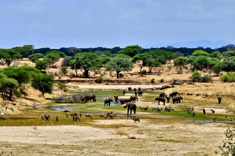 safari éléphants jeep Tanzanie team building incentive nature