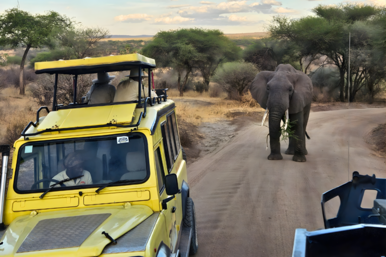 safari en jeep Tanzanie activité incentive entreprise aventure