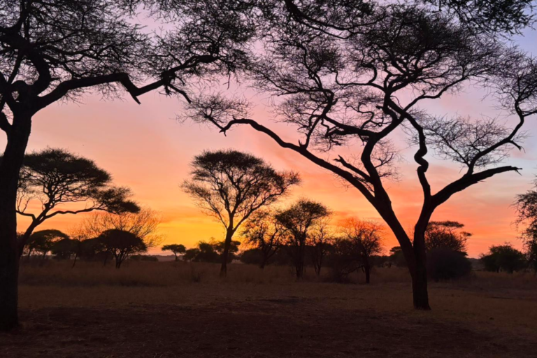 coucher de soleil savane africaine Tanzanie voyage incentive entreprise